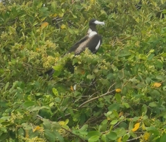 Fregata magnificens