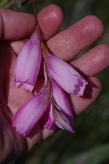 Dierama pulcherrimum