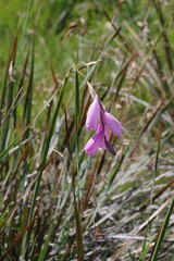 Dierama pulcherrimum