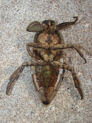Lethocerus medius