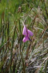 Dierama pulcherrimum