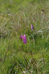 Dierama pulcherrimum