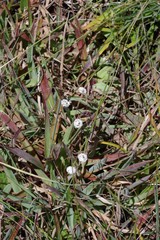 Eriocaulon dregei