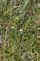 Eriocaulon dregei