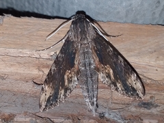 Erinnyis oenotrus