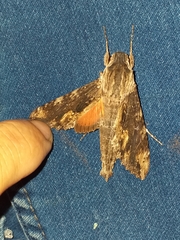 Erinnyis oenotrus