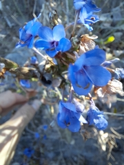 Eranthemum