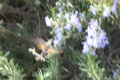 Macroglossum stellatarum