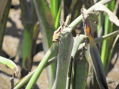 Taeniopoda varipennis