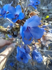 Eranthemum