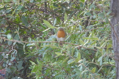 Erithacus rubecula