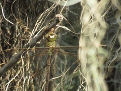 Gynacantha nervosa image