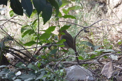 Erithacus rubecula
