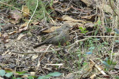 Turdus merula