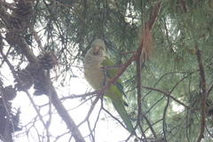 Myiopsitta monachus