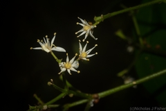 Bouchardatia neurococca