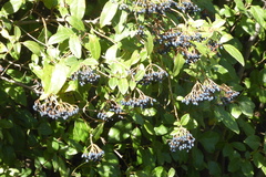 Viburnum tinus
