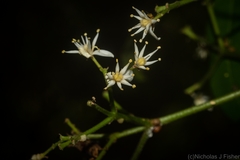 Bouchardatia neurococca