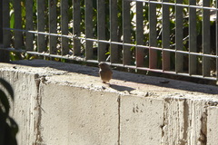 Phoenicurus ochruros