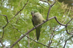 Myiopsitta monachus
