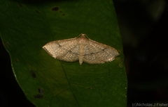 Addaea subtessellata