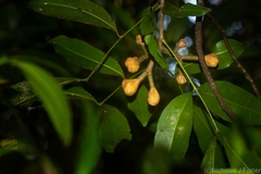 Anthocarapa nitidula