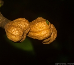 Anthocarapa nitidula