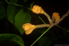 Anthocarapa nitidula