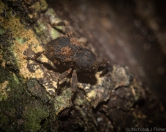 Methidrysis afflicta