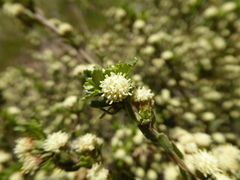 Baccharis patagonica