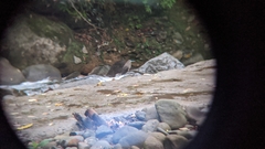 Tigrisoma mexicanum