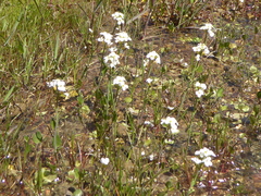 Cardamine glacialis