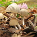 Coprinellus impatiens - Photo (c) Marjan Kustera, some rights reserved (CC BY-NC), uploaded by Marjan Kustera