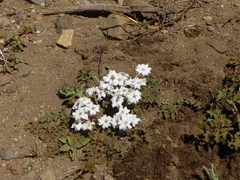 Jaborosa volkmannii