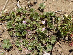 Geranium sessiliflorum