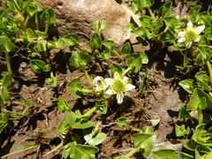 Caltha sagittata