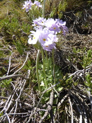 Primula magellanica