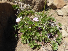 Geranium sessiliflorum