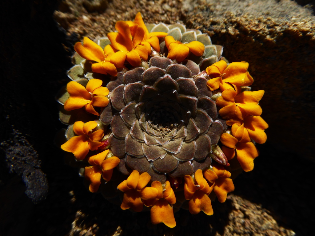Viola coronifera
