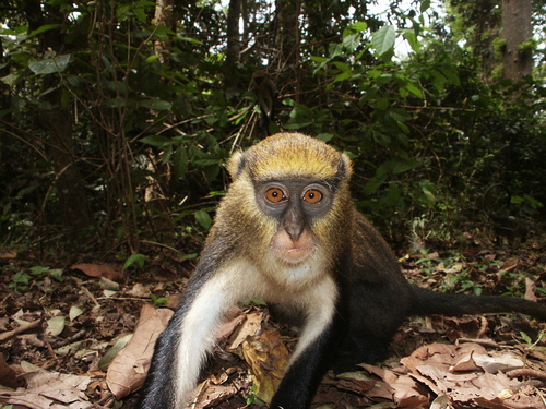 Lowe's Monkey