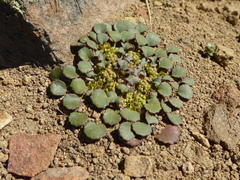 Pozoa volcanica