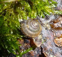 Trochulus phorochaetia