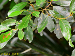 Cryptocarya concinna