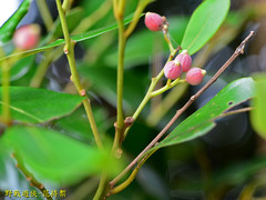 Cryptocarya concinna