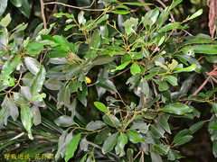 Cryptocarya concinna