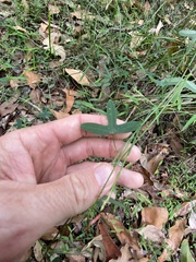 Passiflora aurantia aurantia