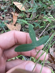 Passiflora aurantia aurantia