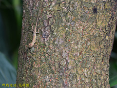 Diploderma polygonatum xanthostomum
