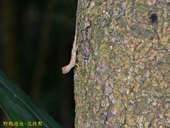 Diploderma polygonatum xanthostomum
