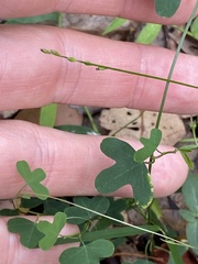 Passiflora aurantia aurantia